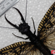 Illustration for article titled World's largest—and most gross—aquatic insect discovered in China